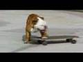 skateboarding-dog