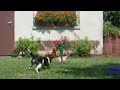 Kampfhund Yoshi und die Killer-Geranie