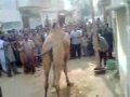 Camel Qurbani Malir city no 15