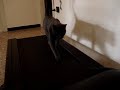 Tom il gatto che ama il tapisroulant.wmv