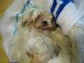 Shih Tzu dog Nana Zombie Face