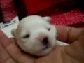 videos de Belinha e ninhada 081115