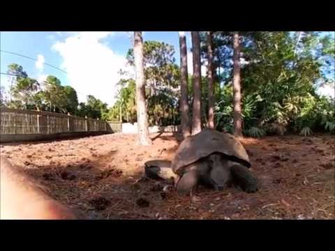 YouTube reptile video