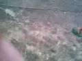 videos de zaim1.3gp
