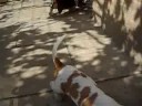 basset-hounds 4