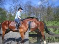 ALEX,, HORSE FOR SALE. ALEX,, HORSE FOR SALE.