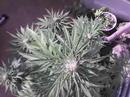 CULTIVO 07 (Cannabis World) CULTIVO 07 (Cannabis World)