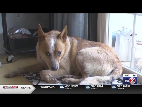 Lost Dog Found After Days in Freezing Temperatures – Lee Duigon