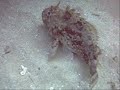 NARCOSIS TEAM VIII