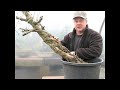 Bonsai Techniques - Air Layering
