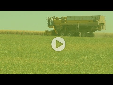how to grow garbanzo beans
