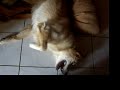Zeus is really bored... Zeus is really bored...
