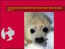 MASSACRO DELLE FOCHE - KILLING OF SEALS