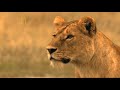 National Geographic - Planet Carnivore(2007) - Lion 2.mov