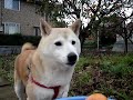 MOV04637