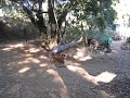 Killer Rope Swing on Harmon Hill