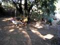 Killer Rope Swing on Harmon Hill