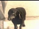 the lost dog
