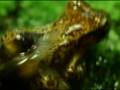 videos de Frogs' birth - Liagen