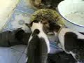 cute cat & natasha