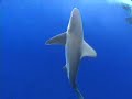 Hawaii Shark Encounters