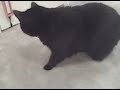 Hazel's Christmas Present