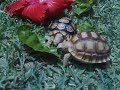 African tortoise sunning time