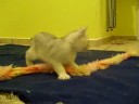 Burmilla female kitten \"Biba of Chattahoochee\" playing Burmilla female kitten \"Biba of Chattahoochee\" playing
