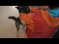 mascotas chaitén  un pequeño reencuentro 