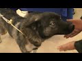 mascotas chaitén  un pequeño reencuentro 