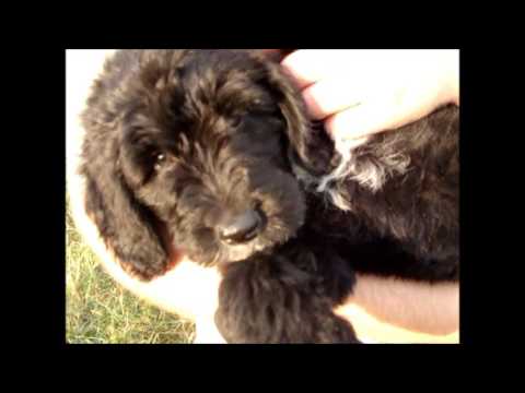 Panda Bear - Goldendoodle Puppy