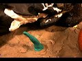 coconut grove clay animation   claymation  