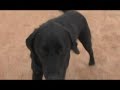 DOG GONE FUNNY DOG GONE FUNNY