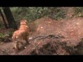 DOG GONE FUNNY