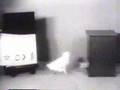 El conductismo - 3 de 3