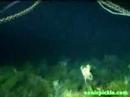 Oceanic Spiders (Pycnogonids)