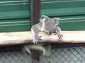 Baby Koala