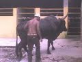 rancho el tigre la numero 1