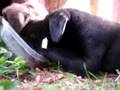 Lab Puppy Eating and Playing