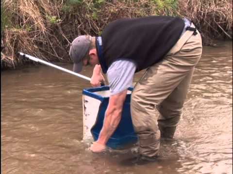 how to collect aquatic macroinvertebrates