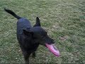 Vicky the Amazing Australian Kelpie