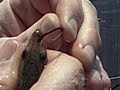 Bating some sardines