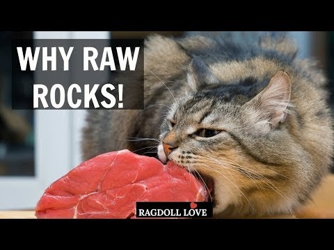 Why A Raw Food Diet For Your Ragdoll Cat Can Be a Game Changer!