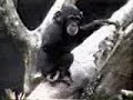 faces of death - monkey sniffs butt, passes out.avi