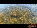 Mega Fish