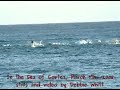 Flying Mobulas in the Sea of Cortez