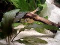 Acuario 120 litros ( S. Aequifasciatus ) Acuario 120 litros ( S. Aequifasciatus )