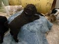 Australian Labradoodle Puppies playing, December Kiwi and Callie 11