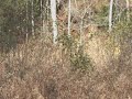 Bigfoot Sighting At Sassafras Ridge Authenticated