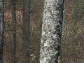Bigfoot Sighting at Sassafras Ridge Authenticated Bigfoot Sighting at Sassafras Ridge Authenticated